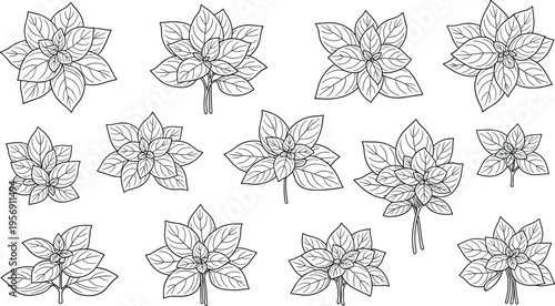 Botanical Leaf Flower Line Art Collection with Decorative Floral Elements for Nature Design Wedding Invitations and Elegant Vector Illustration Set