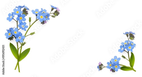 Beautiful blue forget me not flowers with green leaves on transparent background