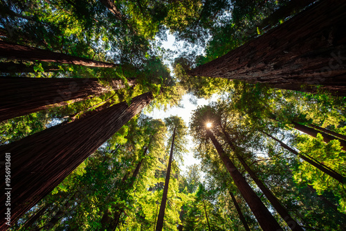 Looking up to the Sun, Cheatham Grove, Grizzly Creek Redwoods State Park, California