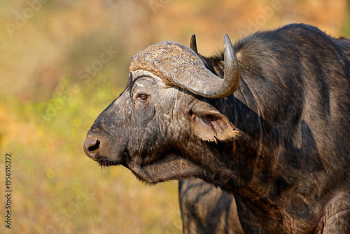 Portrait of an African or Cape buffalo (Syncerus caffer) in natural habitat, Kruger National Park, South Africa