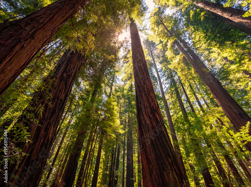 Bright Sunlight in Cheatham Grove, Grizzly Creek Redwoods State Park, California