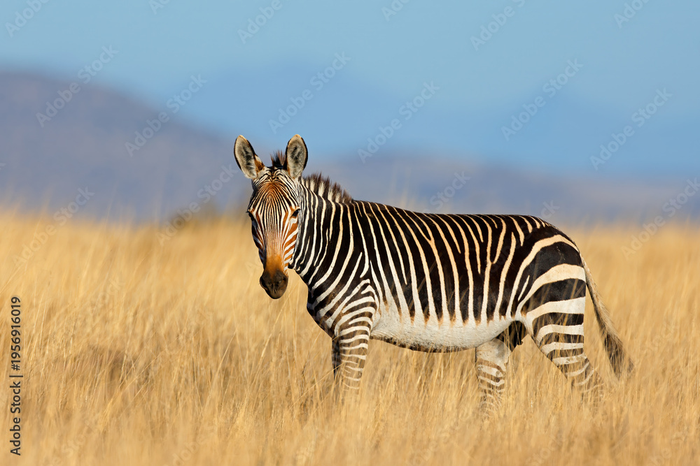 Fototapeta premium A Cape mountain zebra (Equus zebra) standing in open grassland, Mountain Zebra National Park, South Africa
