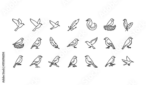  set of minimalist bird illustrations and feathers in a simple line art style
