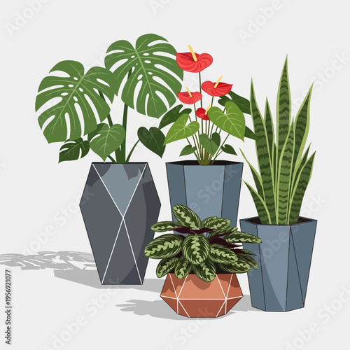 Group of indoor potted plants with geometric planters, Monstera, Anthurium, Snake Plant