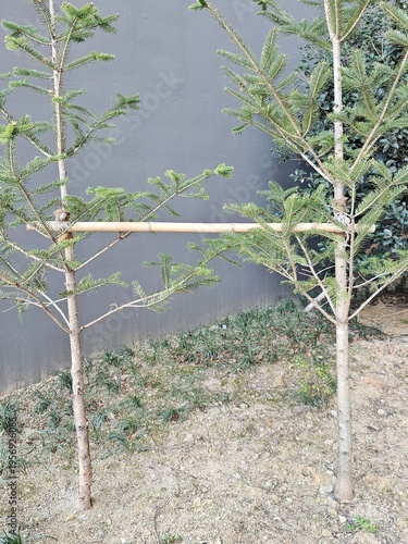 Young trees supported with horizontal staking system in landscape