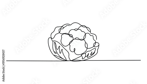 One continuous line illustration of an Cauliflower vegetable, isolated on white background.