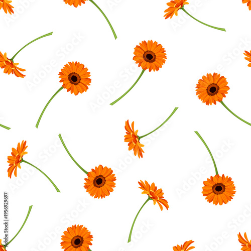 Seamless pattern with orange gerbera flowers on a white background. Vector floral print
