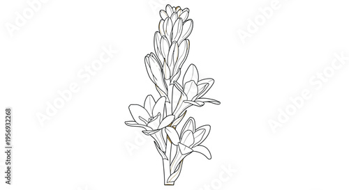 Elegant Tuberose Flower Botanical Outline Minimalist Vector Graphic Design