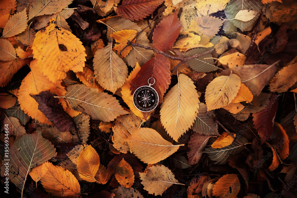 Obraz premium Old vintage compass in the forest with leaves at the background.