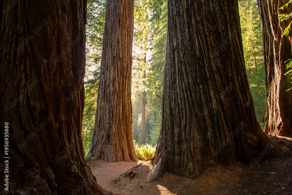 Obraz premium Sunset Amongst the Redwoods on Cathedral Trail, Prairie Creek Redwoods State Park, California