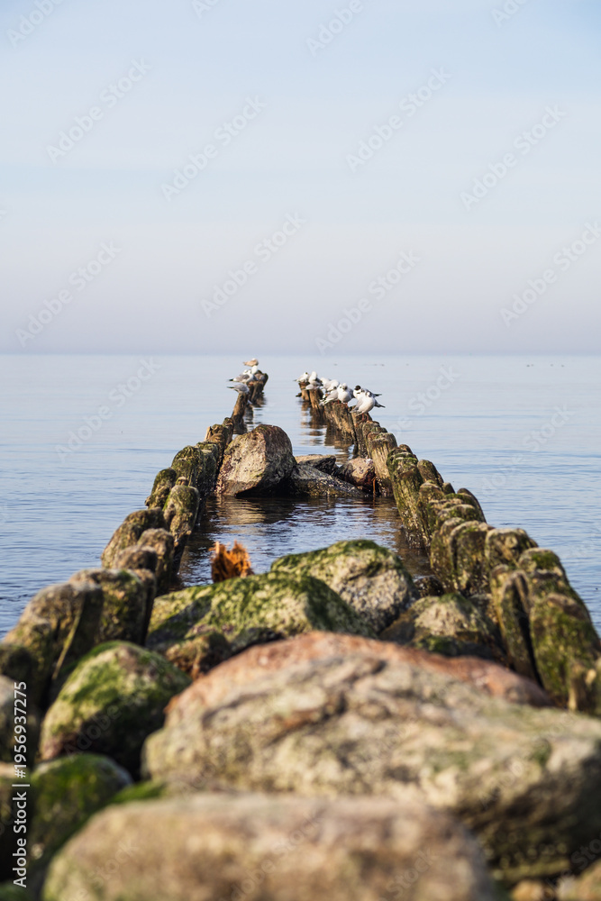 Fototapeta premium Seagulls resting on old wooden breakwater in calm sea. Flock of birds perched on ocean groyne. Peaceful marine landscape with coastal defense structure.