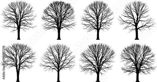 Detailed set of bare winter tree silhouettes with intricate branches isolated on white background for seasonal landscape design and natural forest graphic projects.