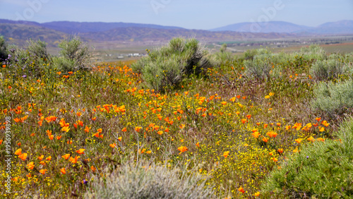 Fotografie Vibrant orange California poppy wildflowers blooming abundantly in a field at th