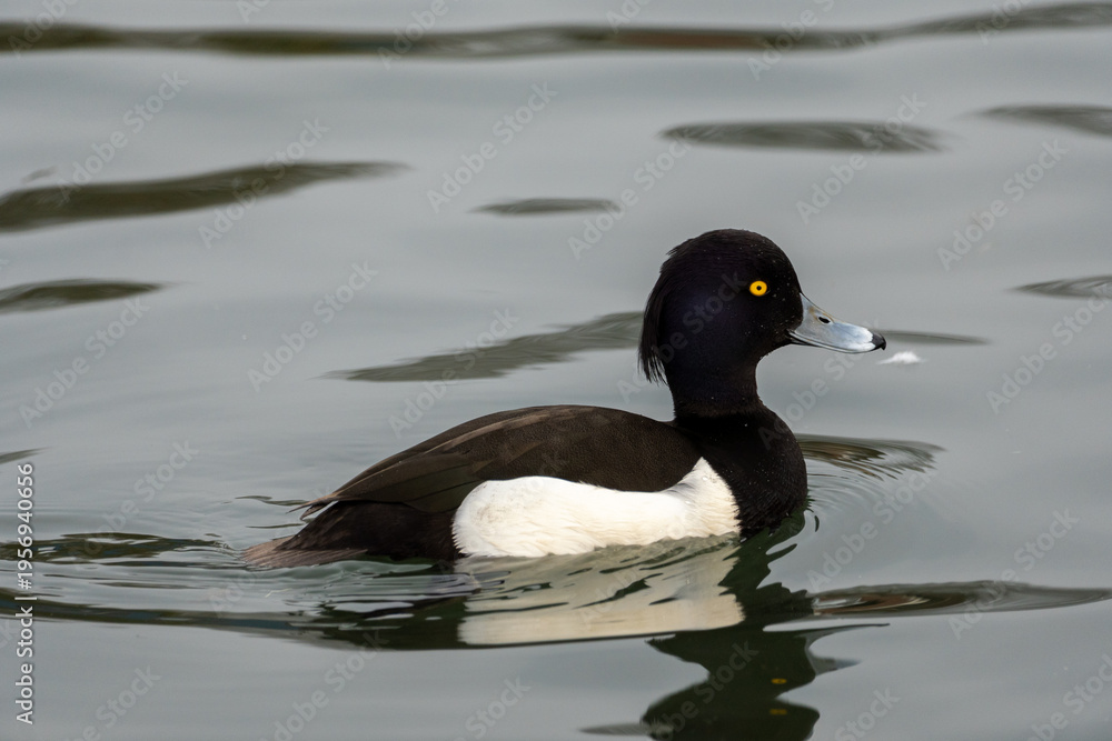 Obraz premium Tufted Duck (Aythya fuligula), a common diving duck found in Europe and Asia. 