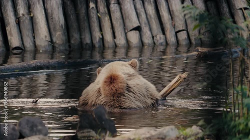 A brown bear relaxes in a pond at the zoo, its back to the camera. It holds a stick, gently moving it in the water. The bear appears content, enjoying a peaceful moment in its enclosure.