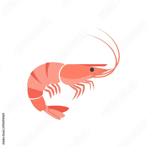 Pink Shrimp Illustration, Seafood, Marine Life, Isolated on White Background