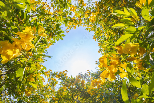 Fotografie Looking up at the sunny sky through blooming yellow flowers.