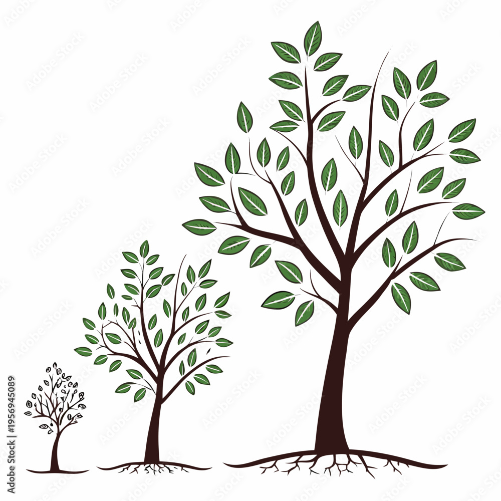 Obraz premium Tree growth stages from seedling to large tree sapling
