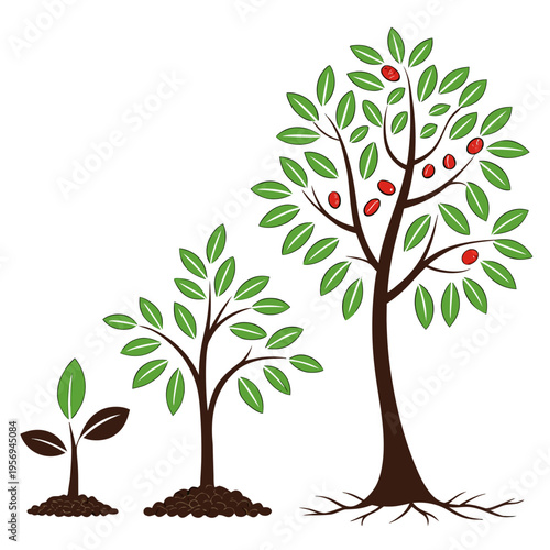 Tree growth stages from seedling to fruit bearing tree sapling