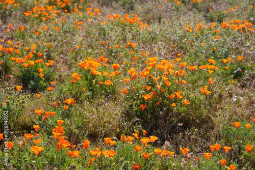 Obraz na płótnie Vibrant orange California poppy wildflowers blooming abundantly in a field at th