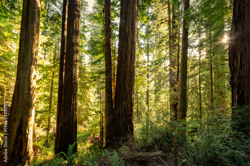 Obraz premium Afternoon Light on the Redwoods, Cathedral Trail, Prairie Creek Redwoods State Park, California