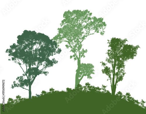 Three different gum trees on a hill