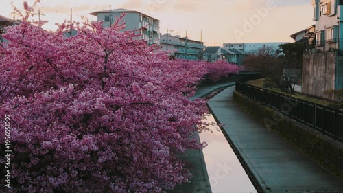 京都 淀水路の河津桜と春景色