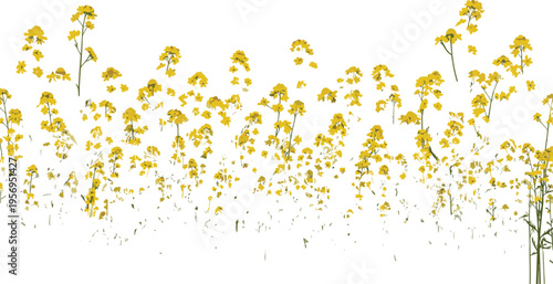Yellow Wildflower Field with Vibrant Blooming Flowers in a Natural Landscape for Spring and Nature Illustration