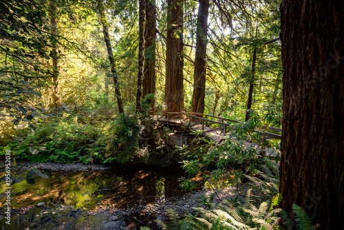 Bridge on the James Irvine Trail Redwoods, Prairie Creek Redwoods State Park, California