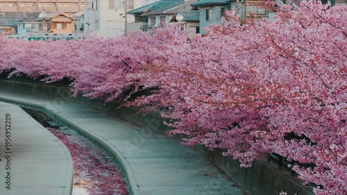 京都 淀水路の河津桜と春景色