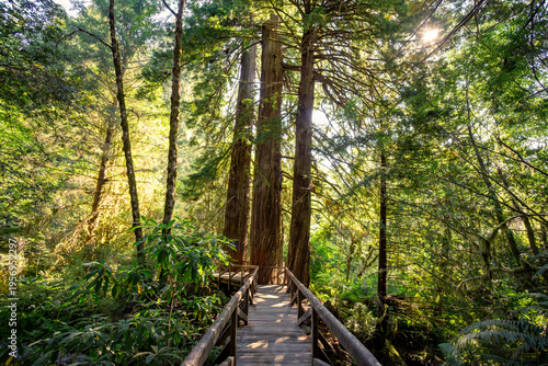 Bridge on the James Irvine Trail Redwoods, Prairie Creek Redwoods State Park, California