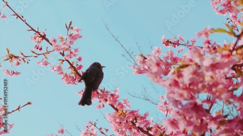 京都 淀水路の河津桜と春景色