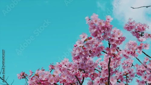 京都 淀水路の河津桜と春景色