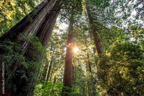 Morning Sunlight on the James Irvine Trail Redwoods, Prairie Creek Redwoods State Park, California