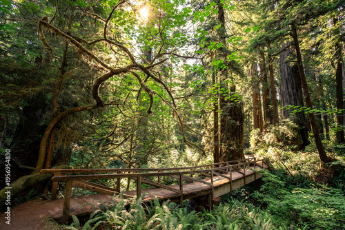 Bridge Sunlight on the James Irvine Trail Redwoods, Prairie Creek Redwoods State Park, California