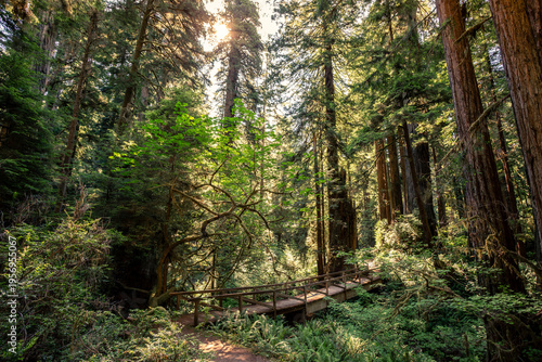 Bridge Sunlight on the James Irvine Trail Redwoods, Prairie Creek Redwoods State Park, California