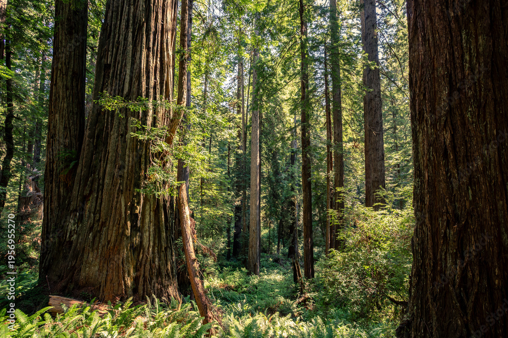 Obraz premium Morning Sunlight on the James Irvine Trail Redwoods, Prairie Creek Redwoods State Park, California