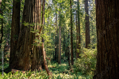 Morning Sunlight on the James Irvine Trail Redwoods, Prairie Creek Redwoods State Park, California