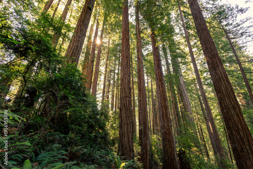 Morning Sunlight on the James Irvine Trail Redwoods, Prairie Creek Redwoods State Park, California