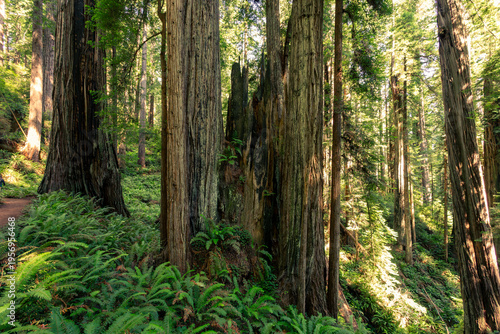 Ancient Fallen Redwoods on the James Irvine Trail Redwoods, Prairie Creek Redwoods State Park, California