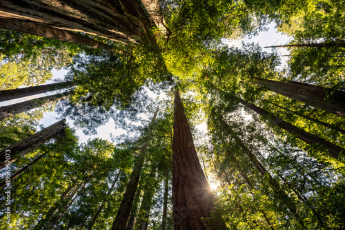 Morning Sunlight on the James Irvine Trail Redwoods, Prairie Creek Redwoods State Park, California
