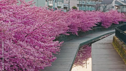 京都 淀水路の河津桜と春景色