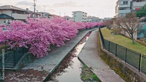 京都 淀水路の河津桜と春景色