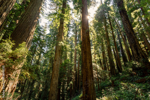 Morning Sunlight on the James Irvine Trail Redwoods, Prairie Creek Redwoods State Park, California
