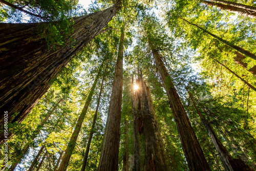 Sunrise through the Fallen Redwood on the James Irvine Trail Redwoods, Prairie Creek Redwoods State Park, California
