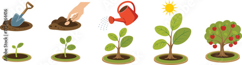 Tree planting growth stages vector illustration, gardening process from seed to apple tree harvest eco nature lifecycle infographic design