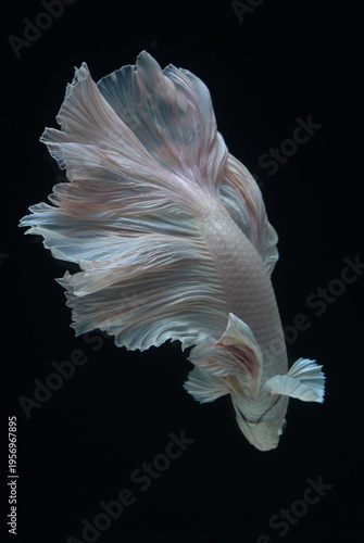 betta fish swimming in clear water over black background
