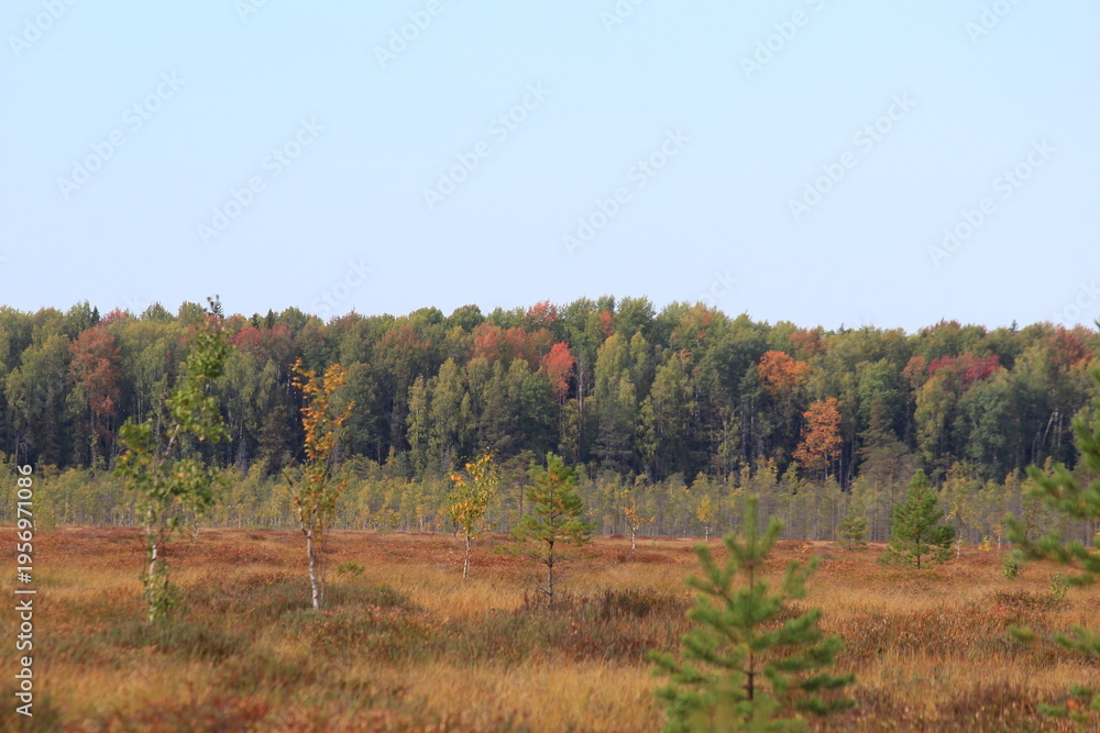 Fototapeta premium autumn landscape with trees