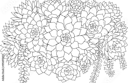 Set of succulent flowers and plants vector illustration
