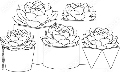 Set of 5 succulent plants in pots vector illustrations